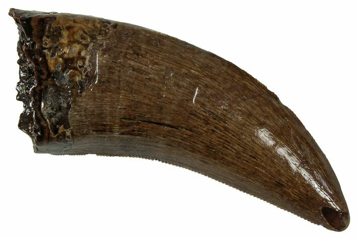 Serrated, Tyrannosaur (Nanotyrannus) Tooth - Montana #350369